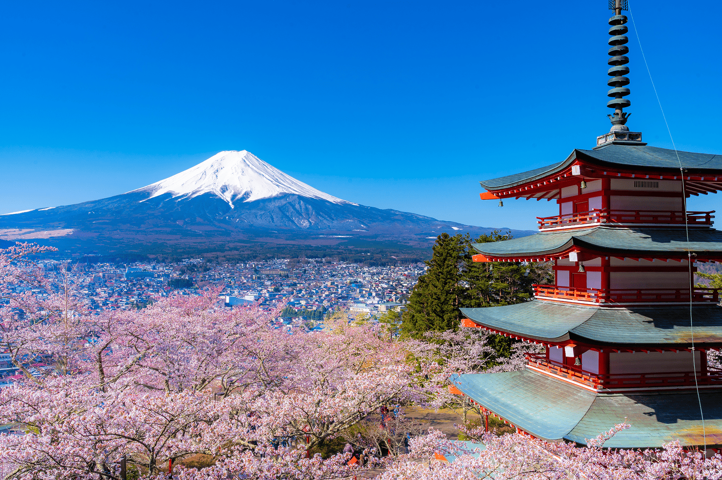 富士山の景観を背景にしたインバウンド事業